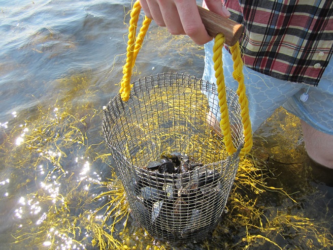 basket of mussels on the water